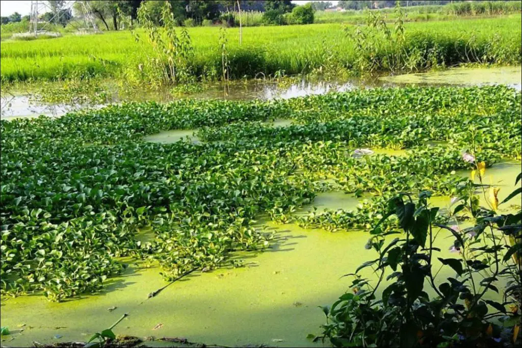 Como curtir esterco - Processo de Eutrofização em lago por excesso de nitrogênio